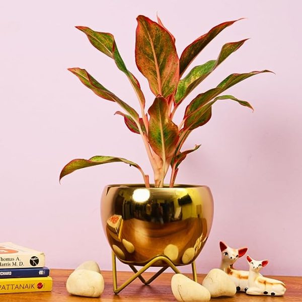 Rare Bird  Modern Golden Glossy Metal Planter with Gold Finish Stand (Pot Dia: 5.9 inches), for Indoor & Outdoor Plants, Home & Office Decor, Table Top (Golden Pot with Stand)