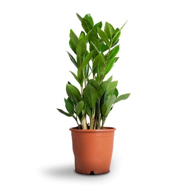 Air Purifying Live Indoor ZZ Plant for Home in 4.5 Inch Wide Plastic Pot | Living Room Plants | Indoor Plants