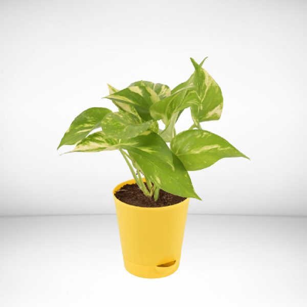 Healthy Good Luck Money Plant For Air Purification Home, Office,Gift,