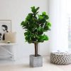 Rare Bird Artificial Plant (HT 150cm) Without Pot for Indoor Home,Office,Living Room Decor GAJWP2813 (Artificial Plant, Fiddle Leaf) - Image 2