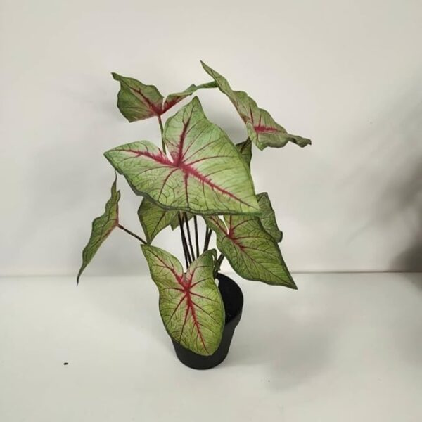 Rare Bird Caladium Artificial Plant | with Basic Pot | Elevate Any Corner of Your Home/Garden | Best for Gifting | Party, Wedding and Home Decor (10 Leaves) (Ht. 45CM) - Image 2