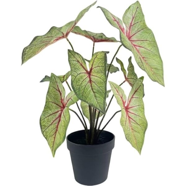 Rare Bird Caladium Artificial Plant | with Basic Pot | Elevate Any Corner of Your Home/Garden | Best for Gifting | Party, Wedding and Home Decor (10 Leaves) (Ht. 45CM) - Image 4