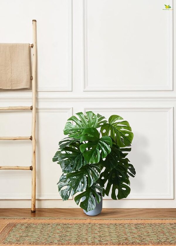 Natural look Artificial Monstera Plant | with Basic Black Pot | 18 Green Leaves | Big Ornamental Plant for Interior Decor/Home Decor/Office Decor | 78.7 cm Tall Natural Looking Plant