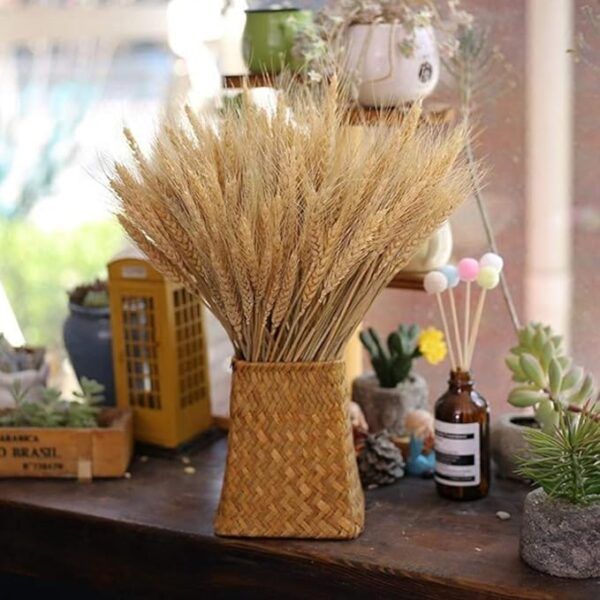 Natural Dried Ear Of Wheat Grain Flowers For Decoration -Bunch - Image 3