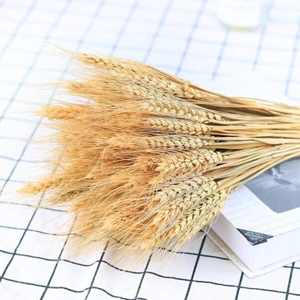 Natural Dried Ear Of Wheat Grain Flowers For Decoration -Bunch - Image 4