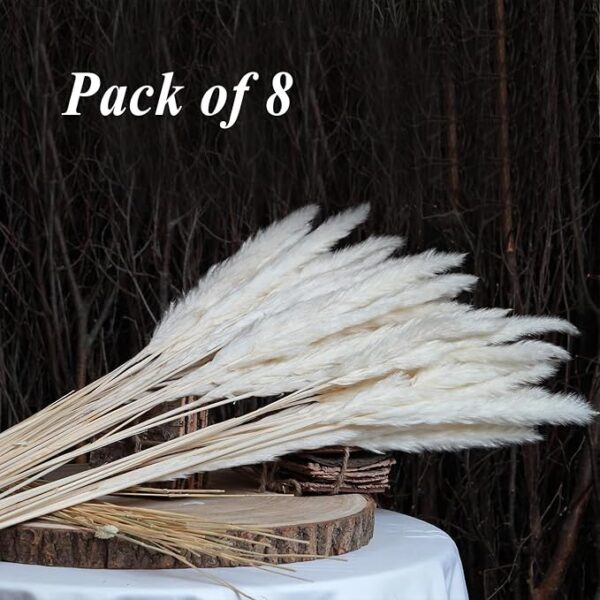 Rare Bird 8 Pcs Off-White Mini Pampas Grass for Home & Office Decor (Pack of 8, Off-White) - Image 4