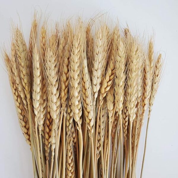 Natural Dried Ear Of Wheat Grain Flowers For Decoration -Bunch - Image 7