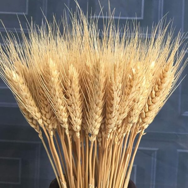 Natural Dried Ear Of Wheat Grain Flowers For Decoration -Bunch