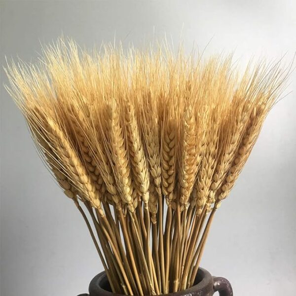 Natural Dried Ear Of Wheat Grain Flowers For Decoration -Bunch - Image 6